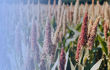  然美悅安復合粉