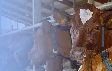  霉溢清（反芻）